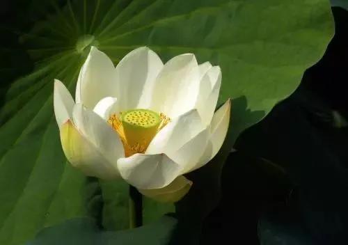 佛说善念的经典句子,佛说心存善念必有善行