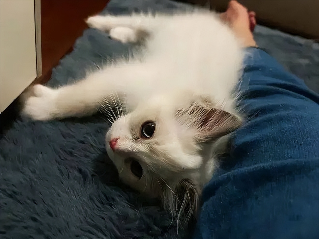 养猫的坏处有哪些,合租室友养猫坏处