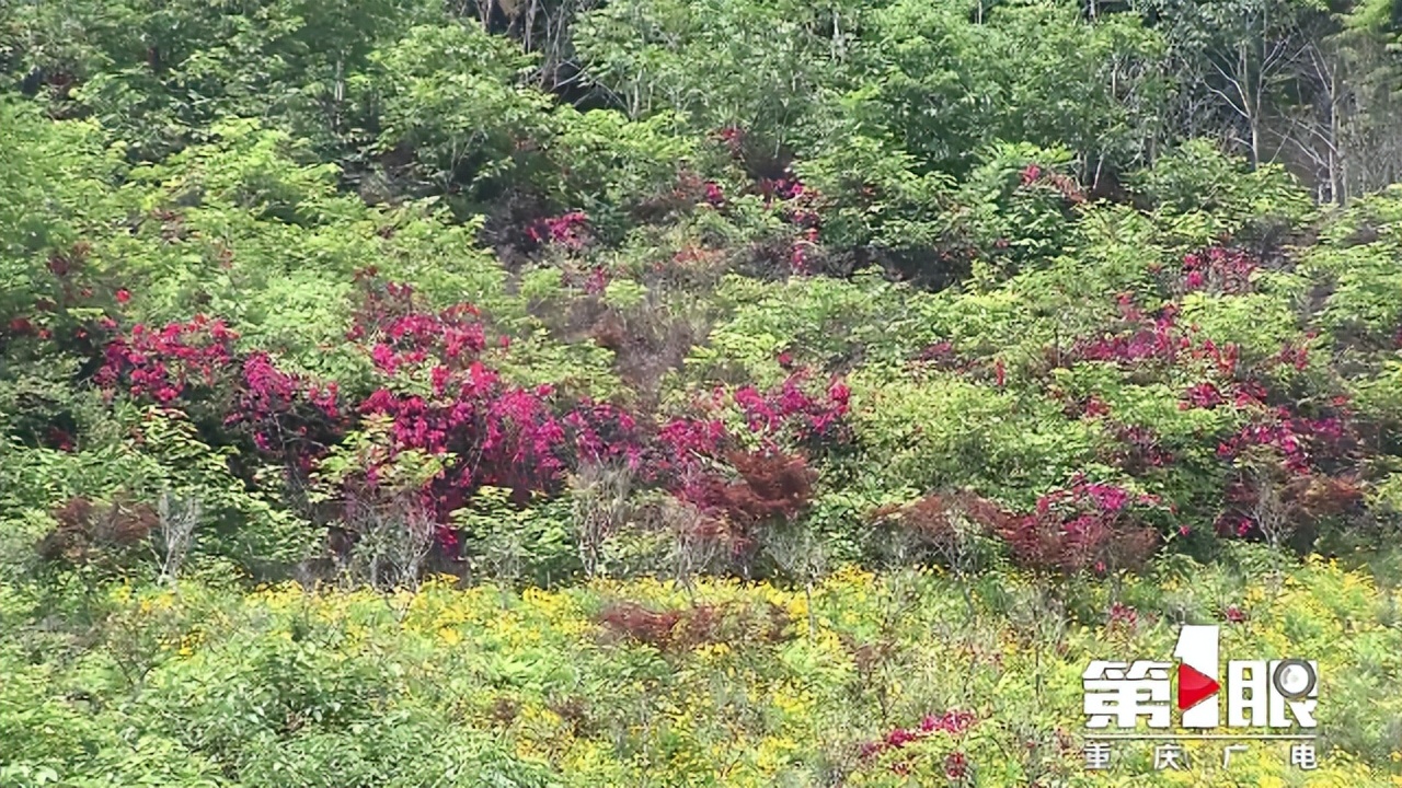 期待已久的三角梅绚丽多彩,街边的红紫三角梅艳丽开放