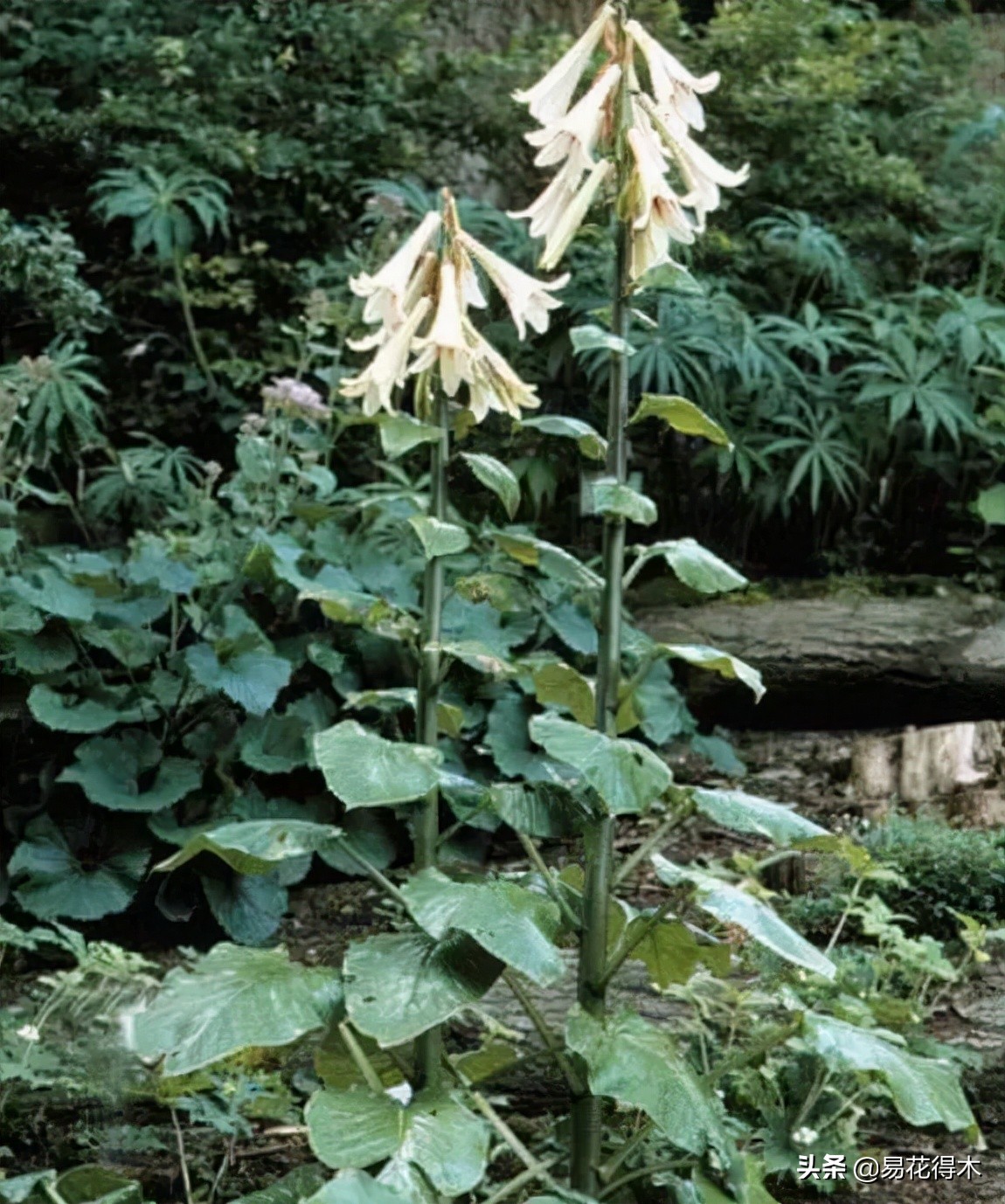 不可思议！高达两米壮观美丽的“百合王子”——大百合