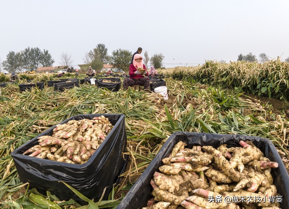 大姜的种植和管理技术资料,大姜种植技术与管理生长周期