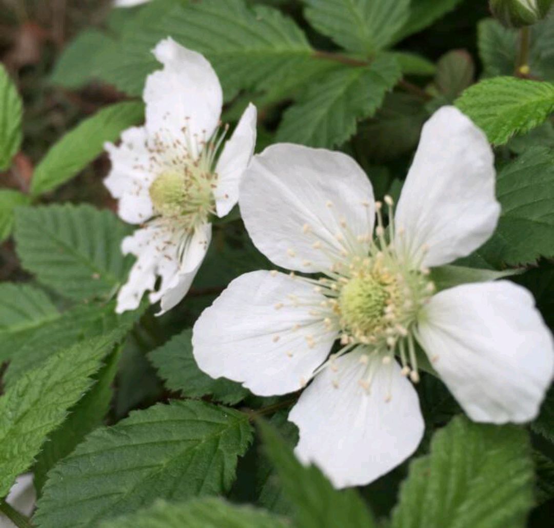 清明期间开的野花有哪些,清明节野花