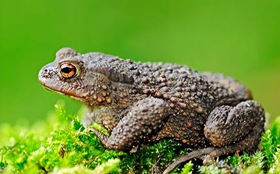 养殖中华大蟾蜍需要什么手续,蟾蜍的人工养殖成功了吗