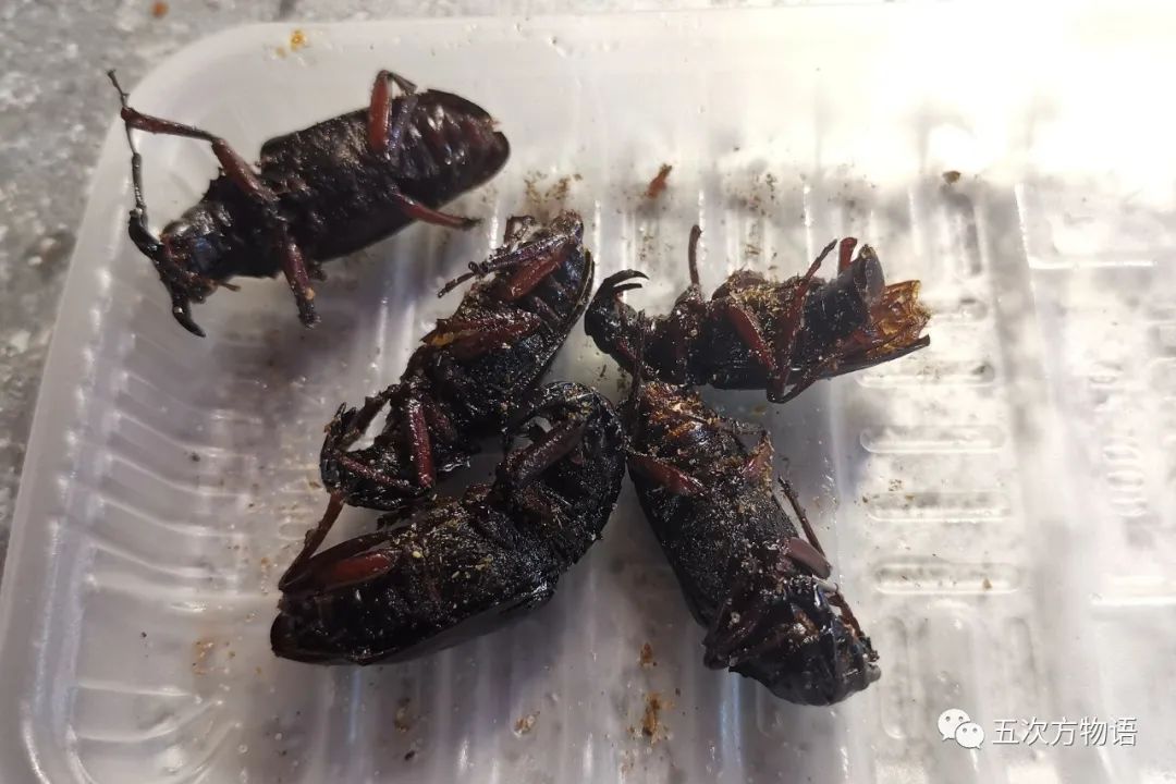 中国天牛图鉴,天牛全程图鉴