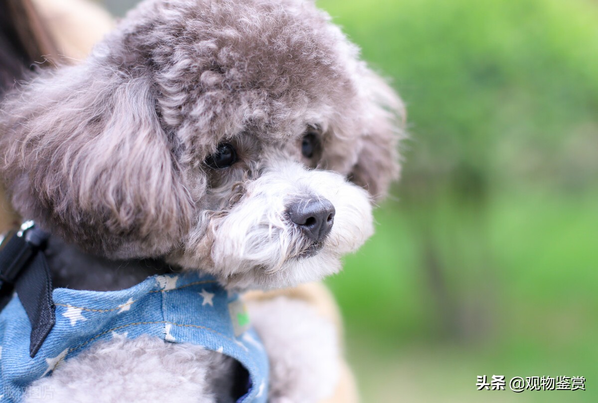 泰迪是什么属性的狗狗,泰迪犬的分类和区别