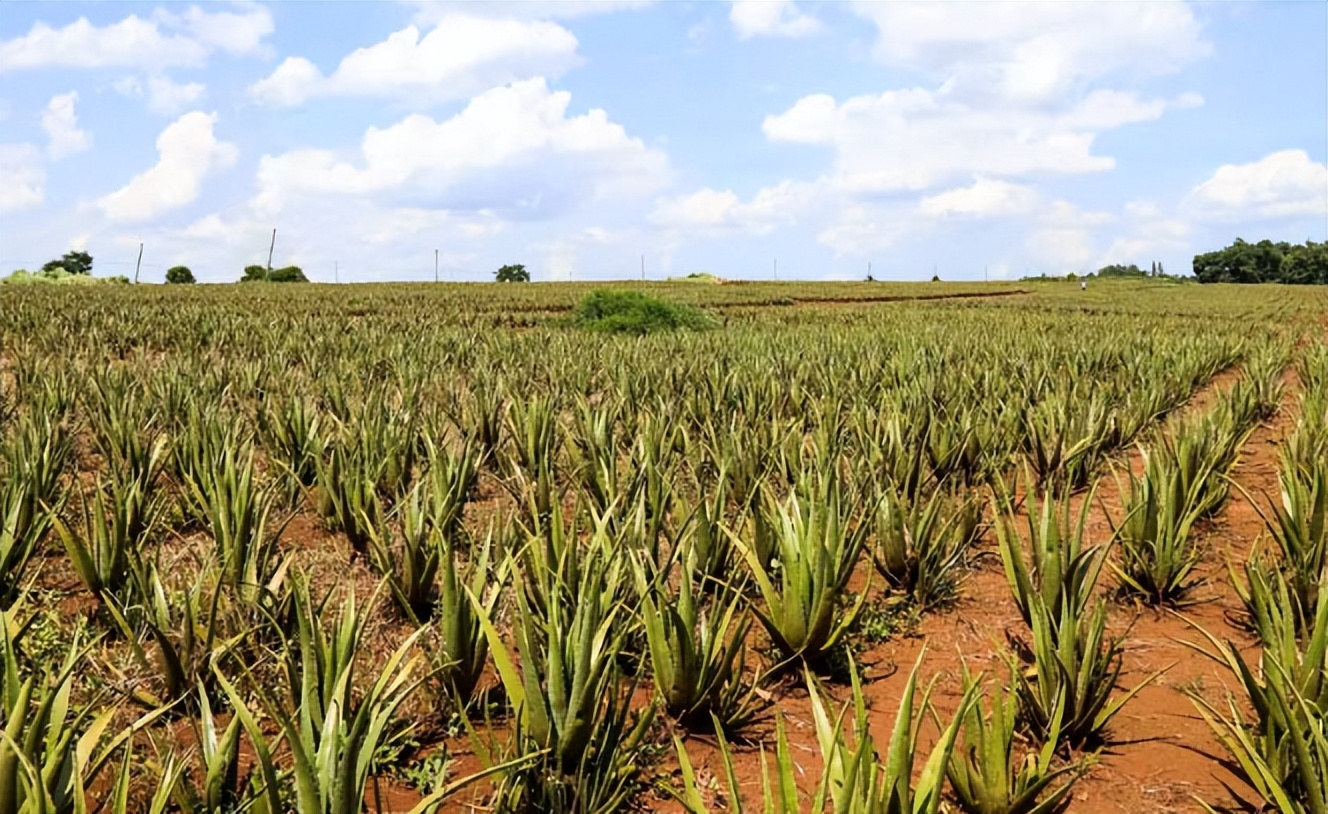寻荟记芦荟胶升级版的区别,寻荟记芦荟胶一代与二代区别