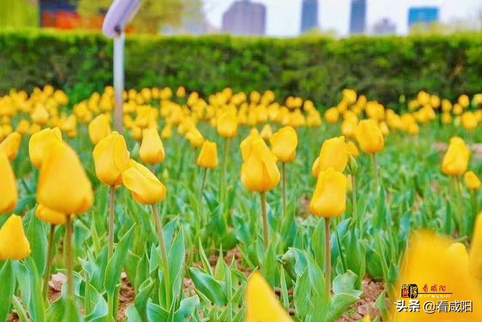 大美咸阳湖景区,大美咸阳