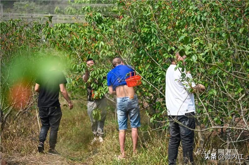 恩桃儿采摘园资中,恩桃儿采摘南充