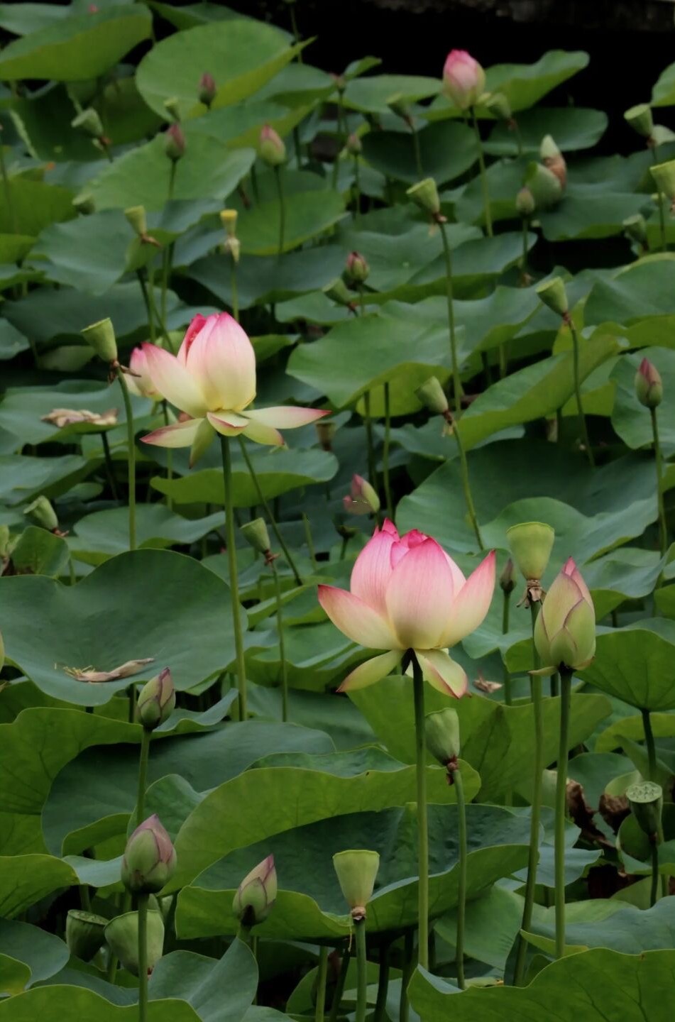 成都荷花最佳观赏地,成都看荷花的景点推荐