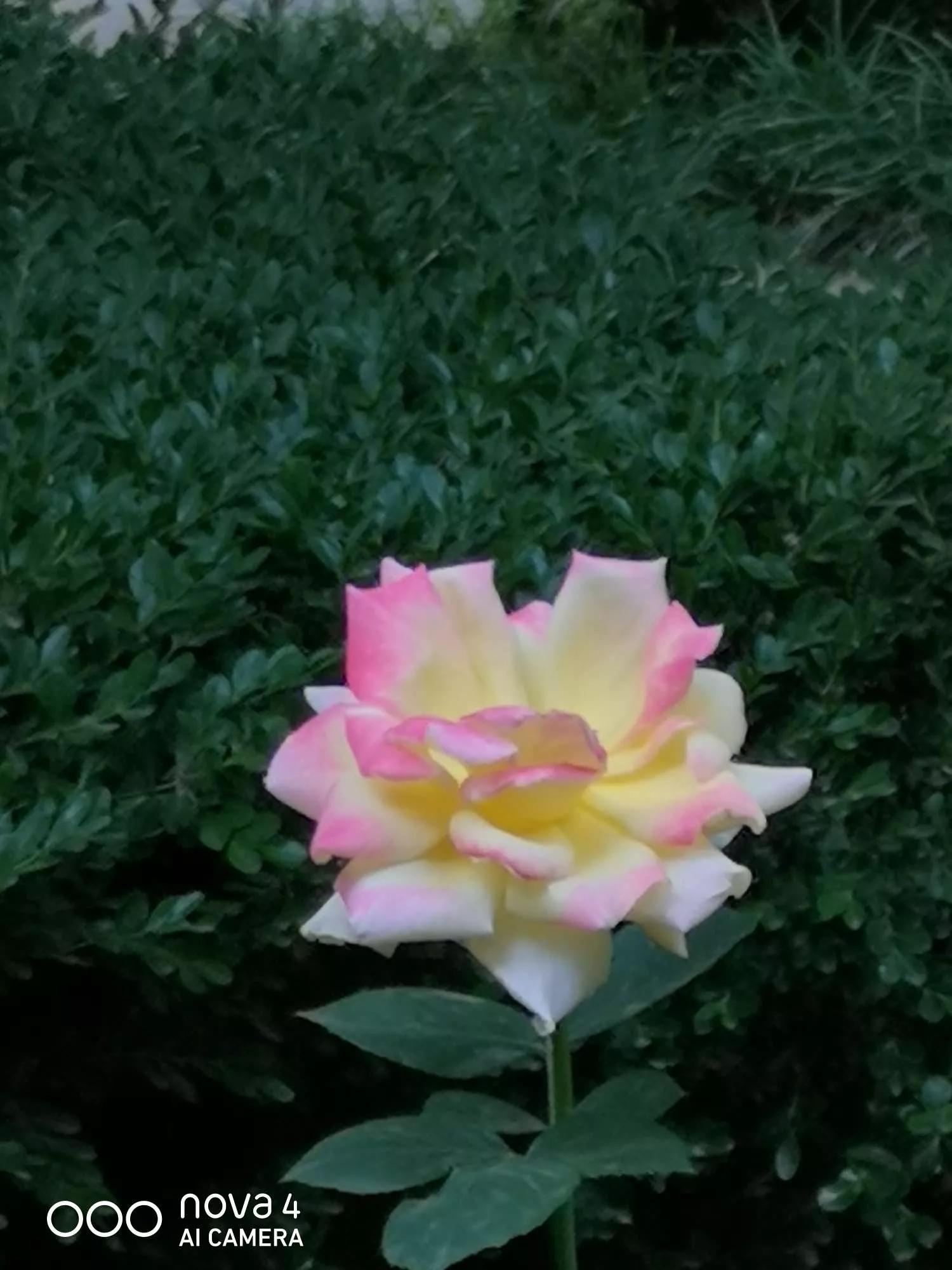 月季品种醉花,月季品种大全及图片欣赏