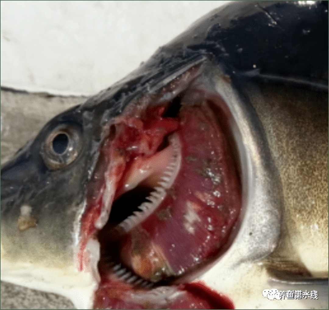鲤浮肿病毒,CEV：鲤浮肿病研究进展与治疗鲤传染性水肿病的探讨