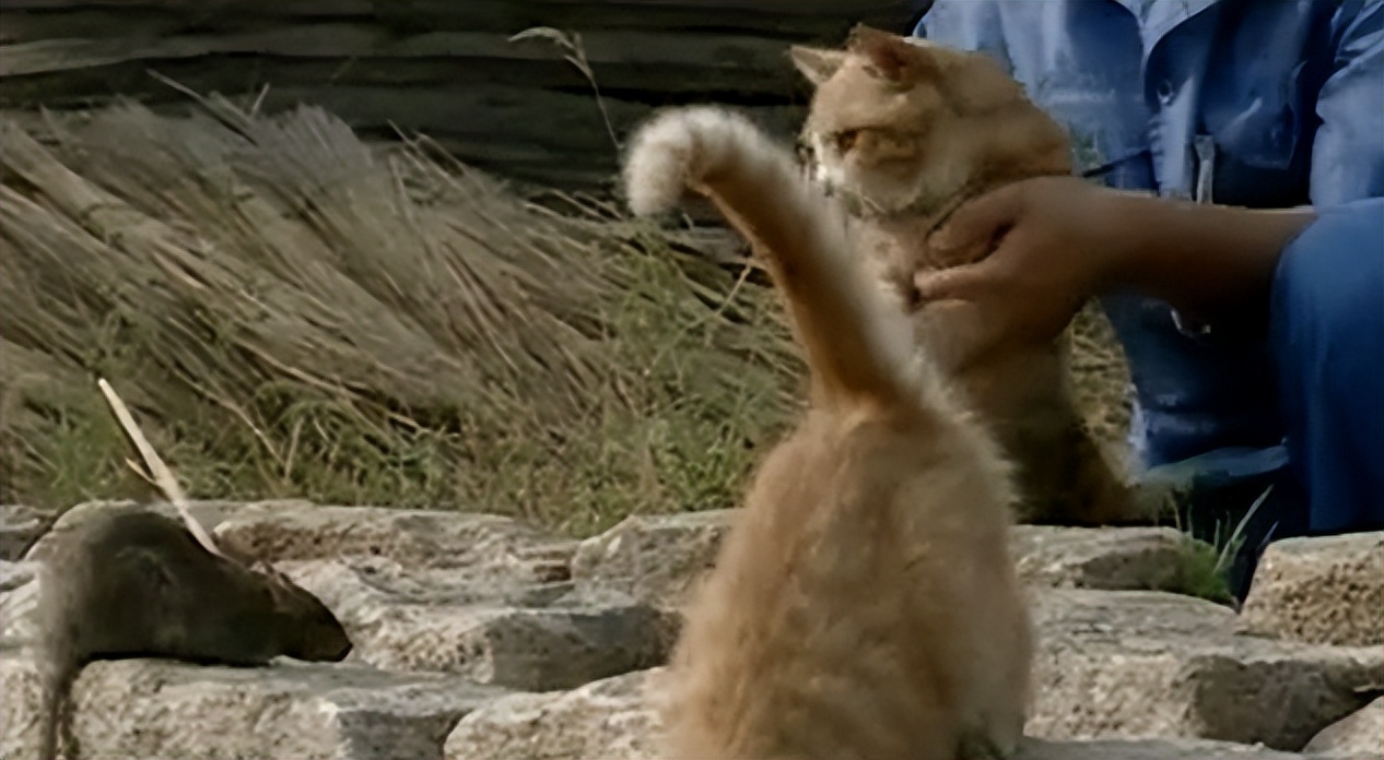 辽宁国家粮仓遭鼠患，员工训练流浪猫当兵入伍，厂内上演猫鼠大战