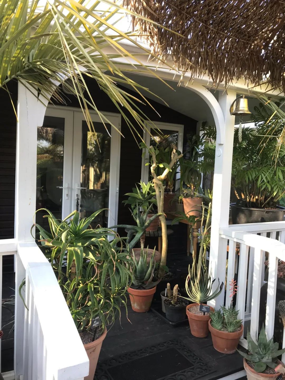 好养活且好看的室内绿植,好养的高颜值室内绿植有哪些