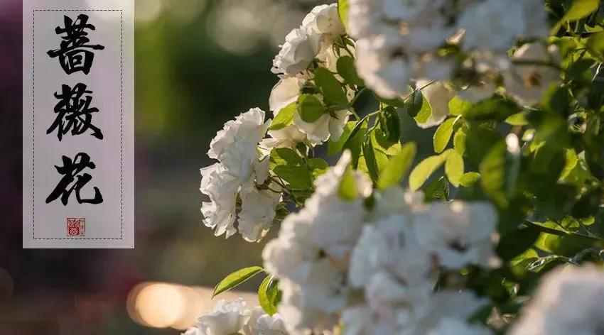 七种清热解暑的特效中药,清热解渴最好的中药