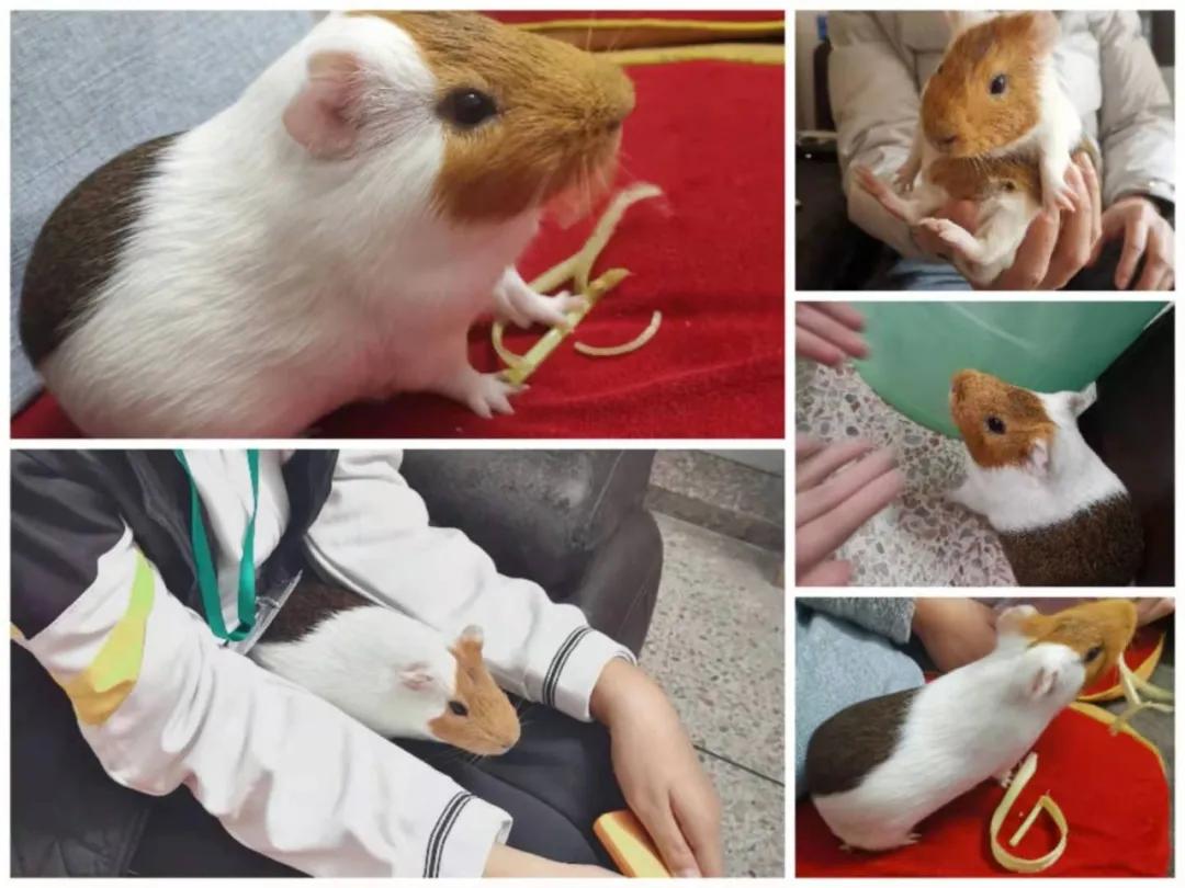 疫情你家囤货了吗,疫情期间荷兰猪没有食了怎么办