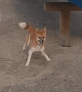 谷歌地图的狗狗,谷歌地图六条腿的狗