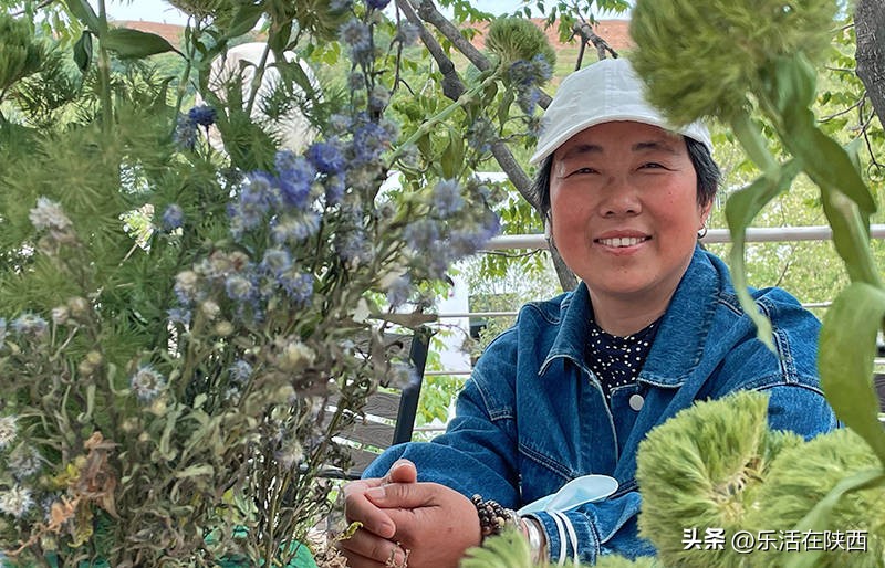蓝田荞麦花海和高山草甸,西安荞麦花海旅游