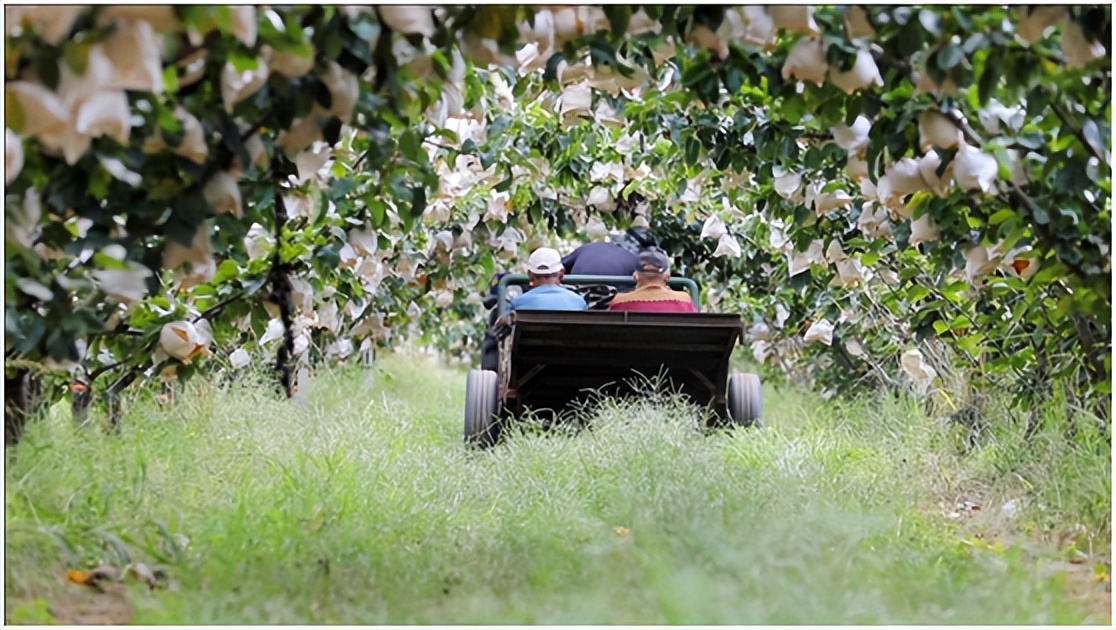 一年线上卖出1200多亩苹果，“95后”烟台女婿运营网店刷新纪录