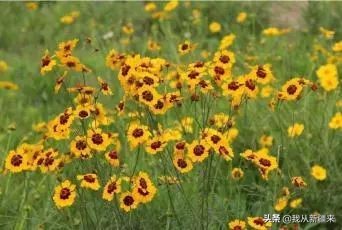 假如“梦华录”发生在*疆新**……