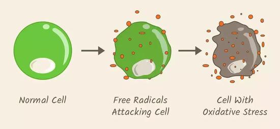 早c晚a是目前最强护肤方案吗,早c晚a是功效型产品吗