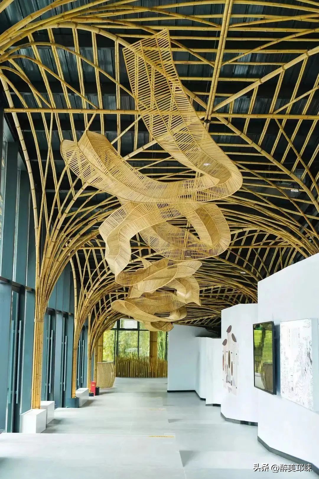 竹是风骨,平安竹养的如此茂盛