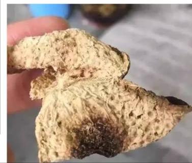 新会陈皮发霉还能喝吗,新会陈皮怎么封存防止发霉长虫