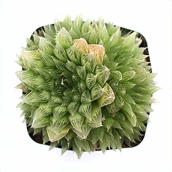 102个大类近500个多肉植物图片，都极其美丽，建议在家中也养一盆