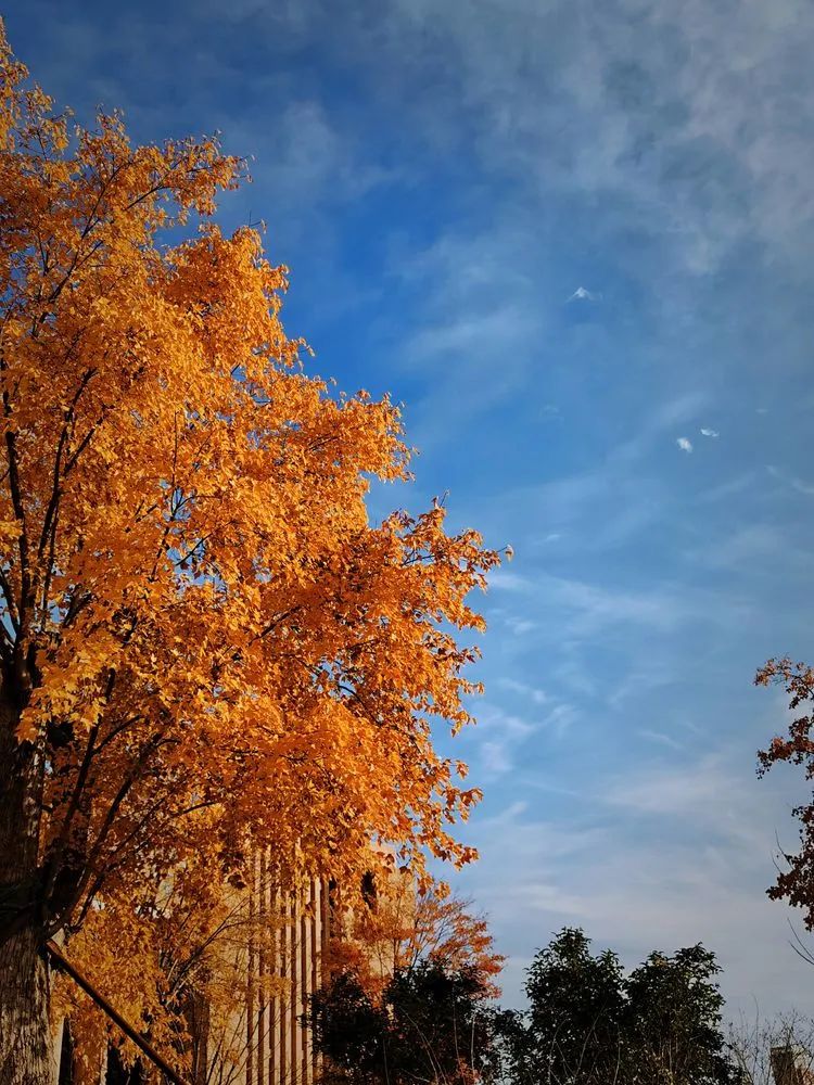 层林尽染的视频号,濮阳医专学历怎么样