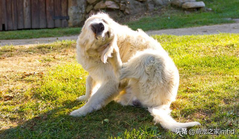 你知道这8种狗狗生病的症状吗,狗狗比较容易得的几种疾病