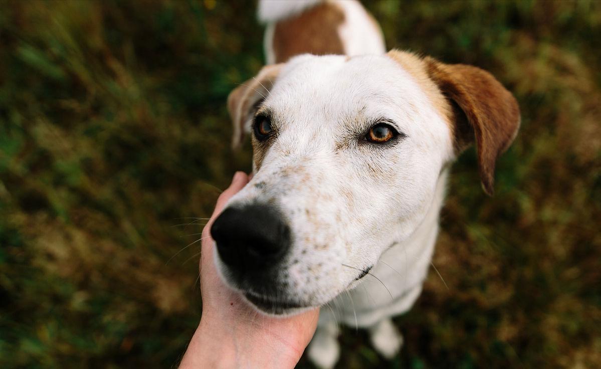 狗狗泪痕怎么消灭最快,狗狗泪痕用什么能擦掉小妙招