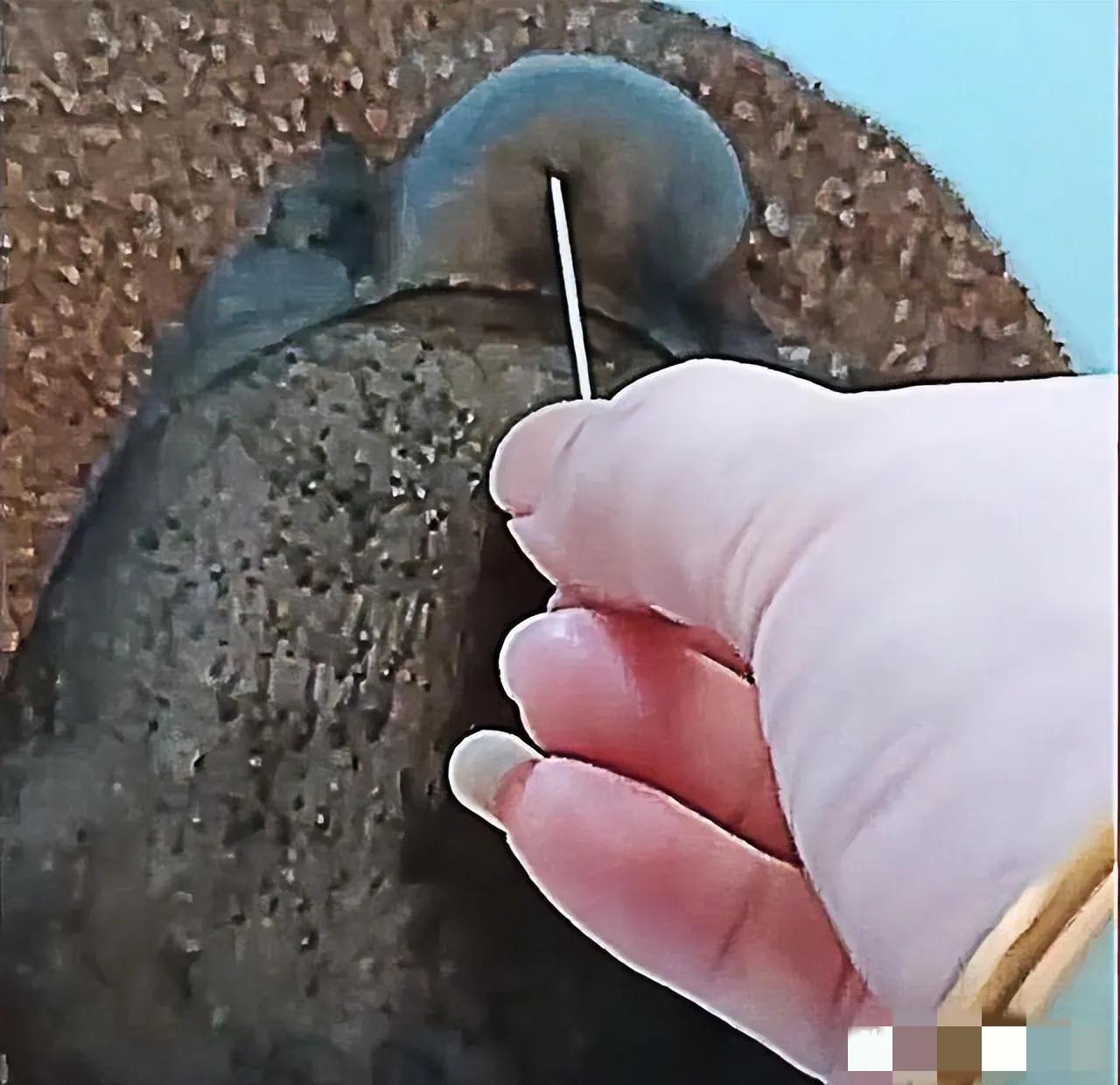 甲鱼被蚊子咬了会死科学解释,甲鱼被蚊子叮头肿成球求助