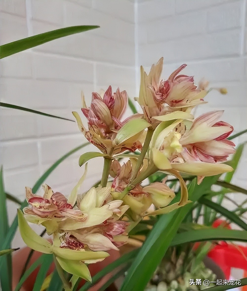 阳台养兰花叶子不油绿无光泽,夏天兰花养殖方法和注意事项图片