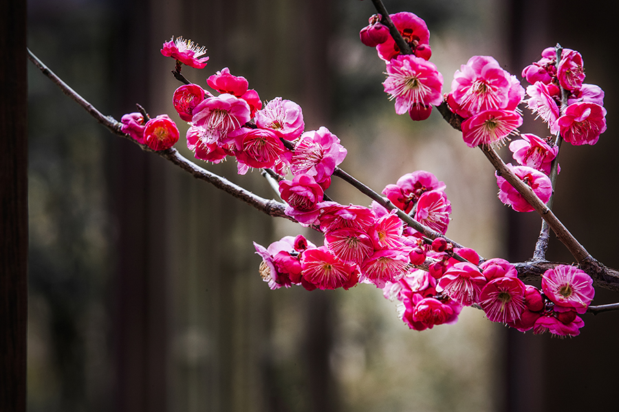 春色满园关不住表达什么之情,满园春色关不住一枝红杏是啥意思
