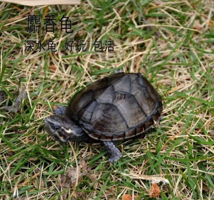 迷你麝香龟和普通麝香龟价格,麝香龟大龟品相