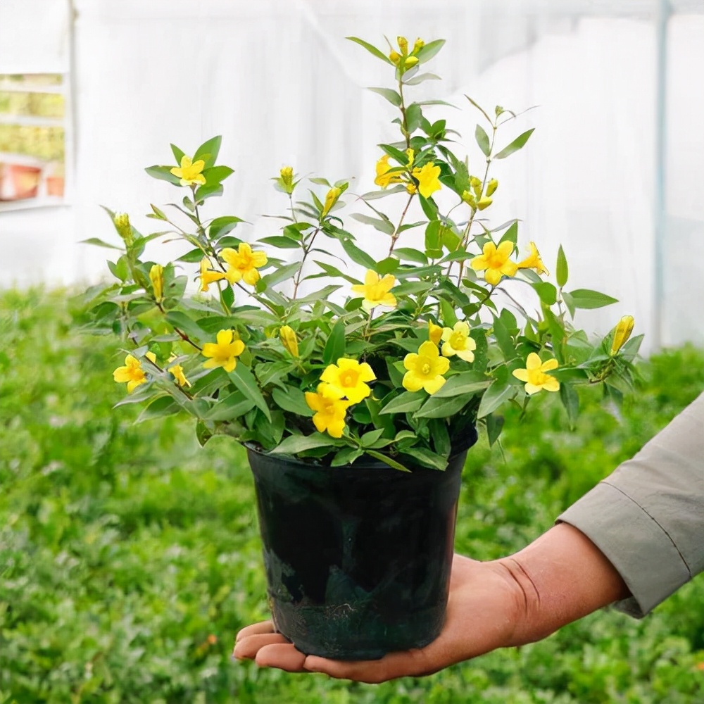 养花就养这几款花朵,养花大全喜阴的花卉