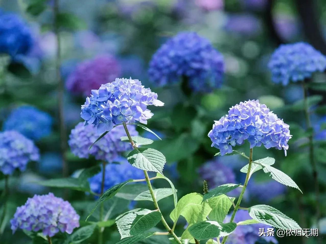 绣球花拍照技巧大全,绣球花图片怎么拍出高级感