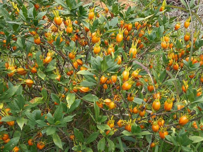 栀子果实泡水喝的功效与作用,栀子果的性味归经及功效