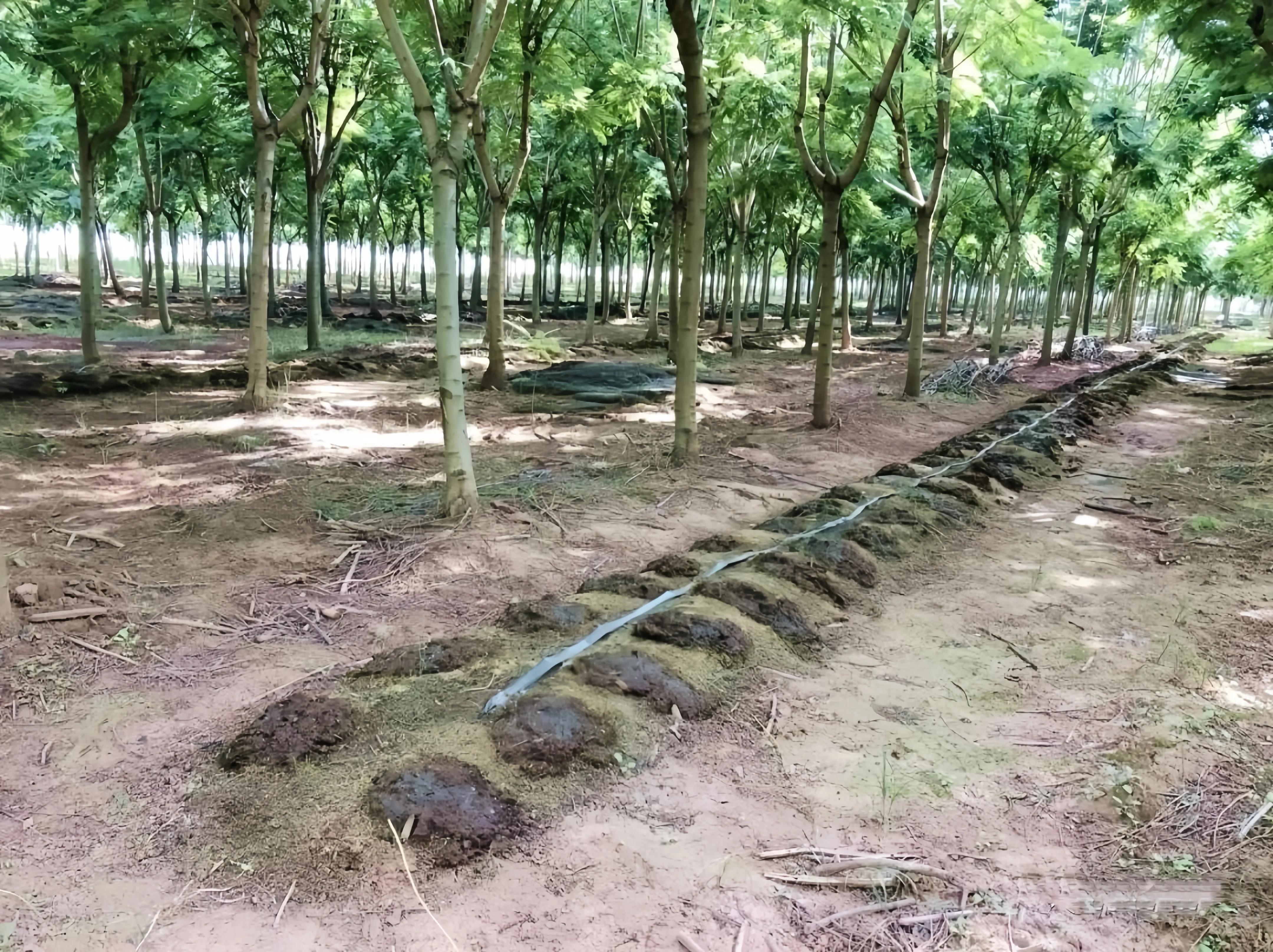 农村100亩地种小麦挣钱吗,承包一百亩地种菜一年能赚多少