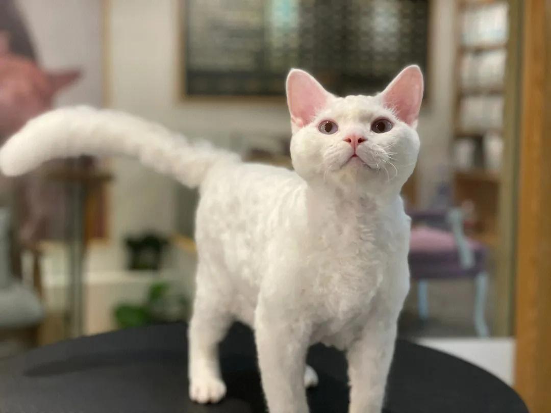 灰色猫咪是什么品种,玳瑁猫咪是什么品种