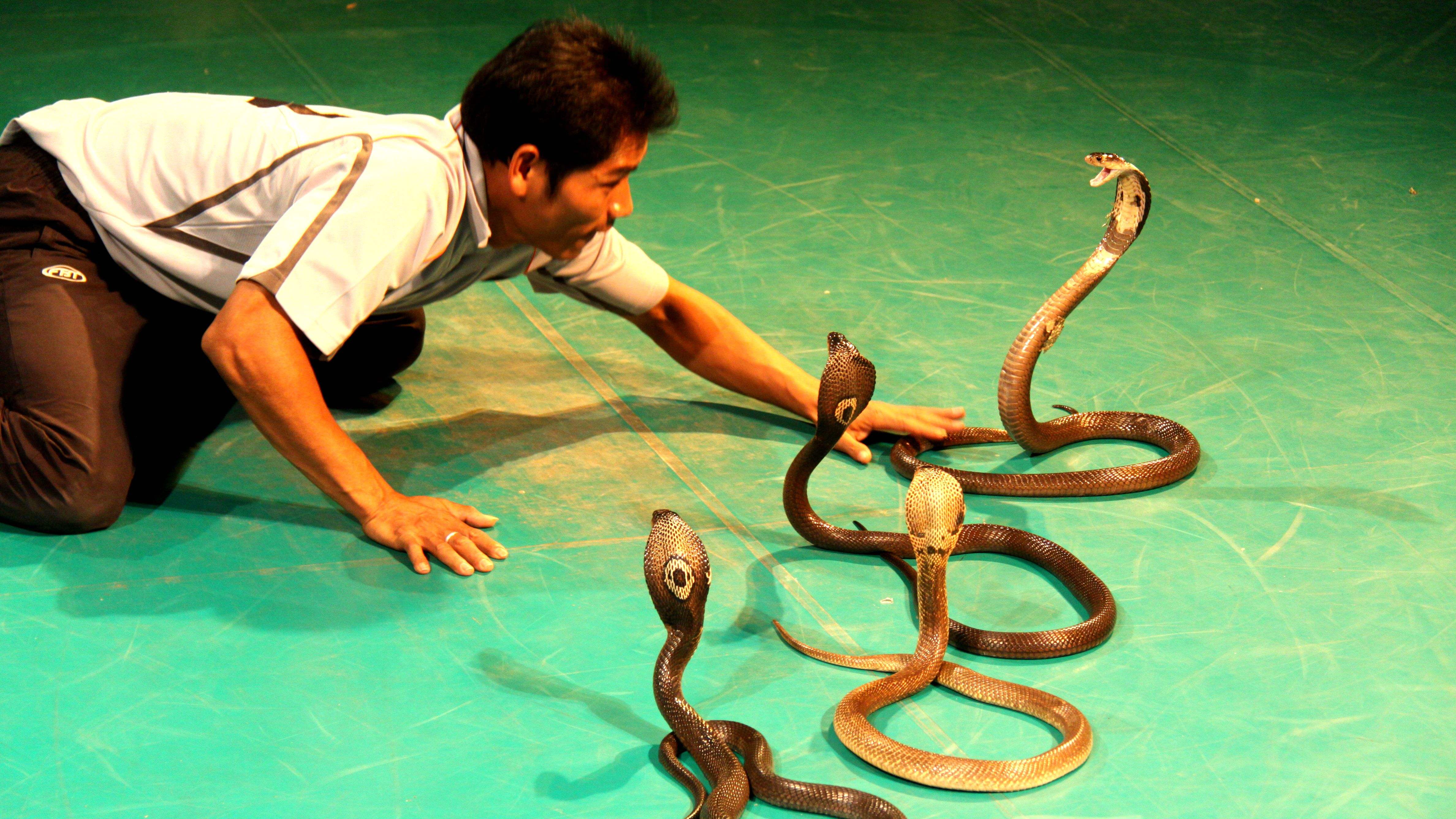 全球第一毒蛇在中国莽山烙铁头,最稀有的毒蛇莽山烙铁头