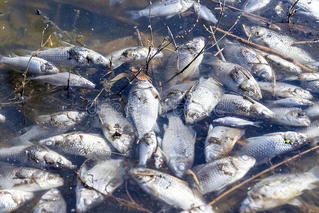 看到这五种鱼千万别买,这3种鱼最好别买