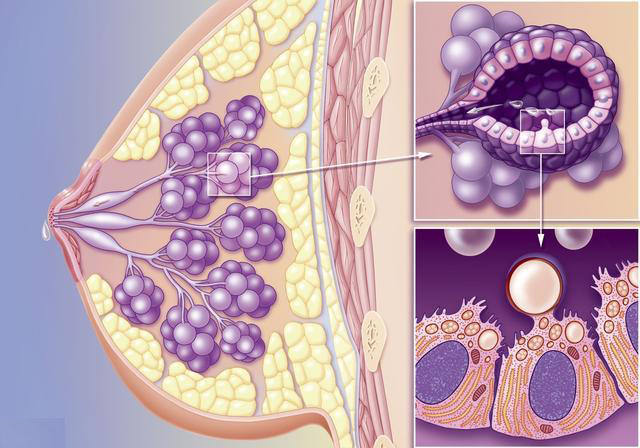 乳腺增生恶性的征兆,预防乳腺增生的中药有哪些