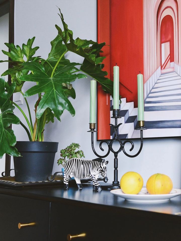 手残党也能养活的10种绿植,十种大家都在养易存活绿植