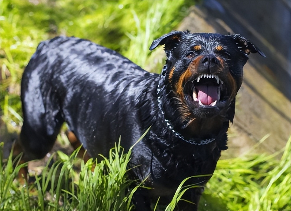 养罗威纳好处多，但是坏处也不少，养罗威纳6大坏处你知道吗？