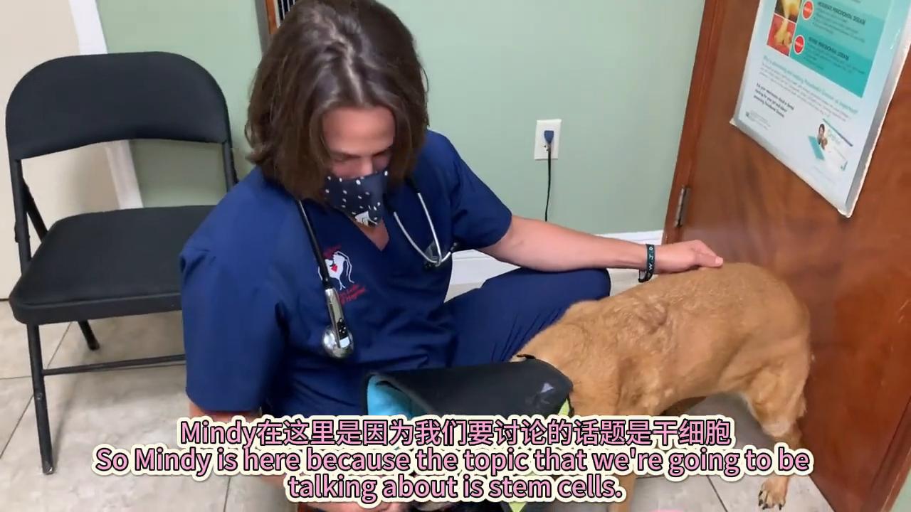 狗子韧带断裂手术恢复效果,狗子韧带拉伤怎么办