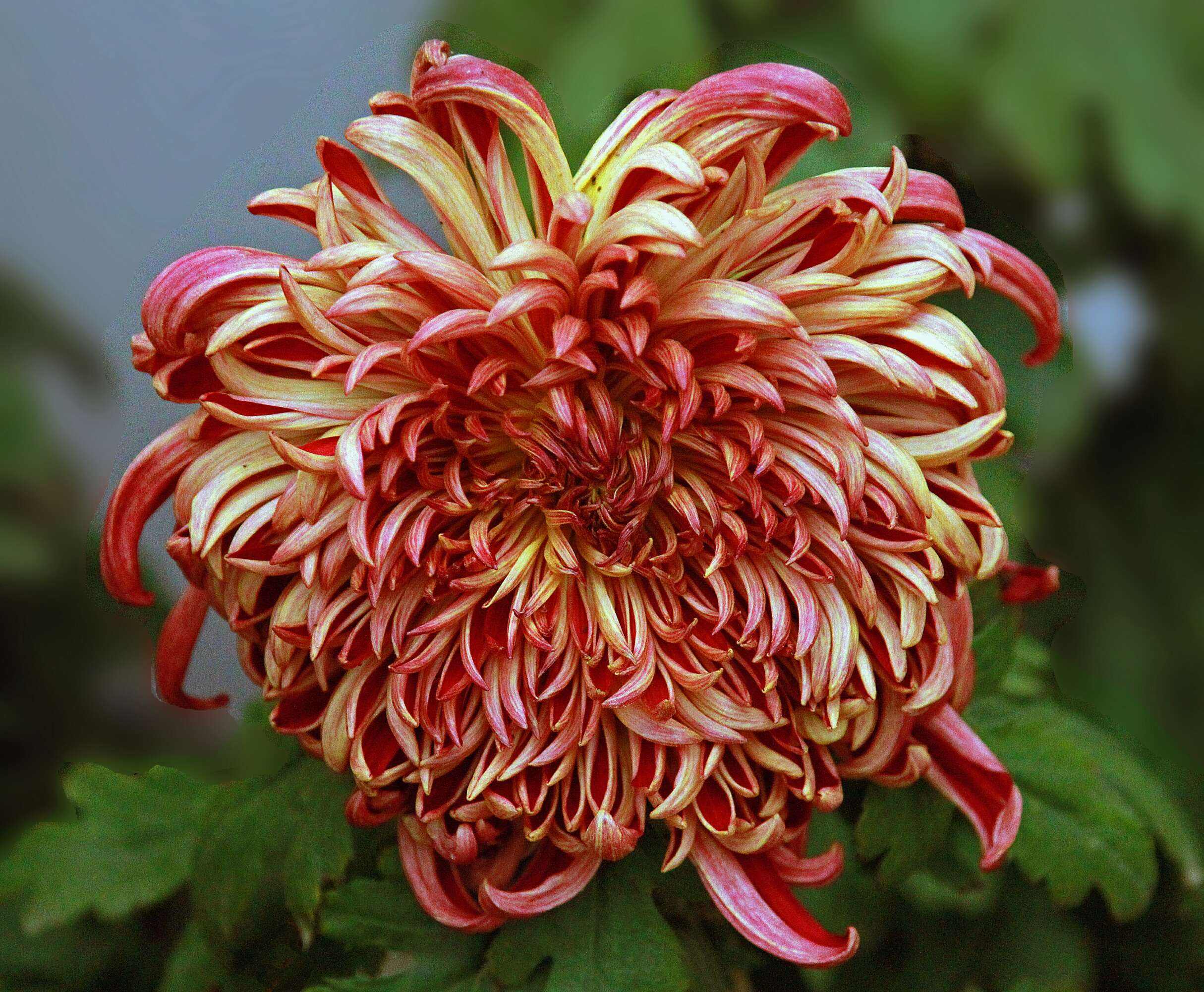 摩羯座如何变成白莲花,摩羯座的天敌是白莲花