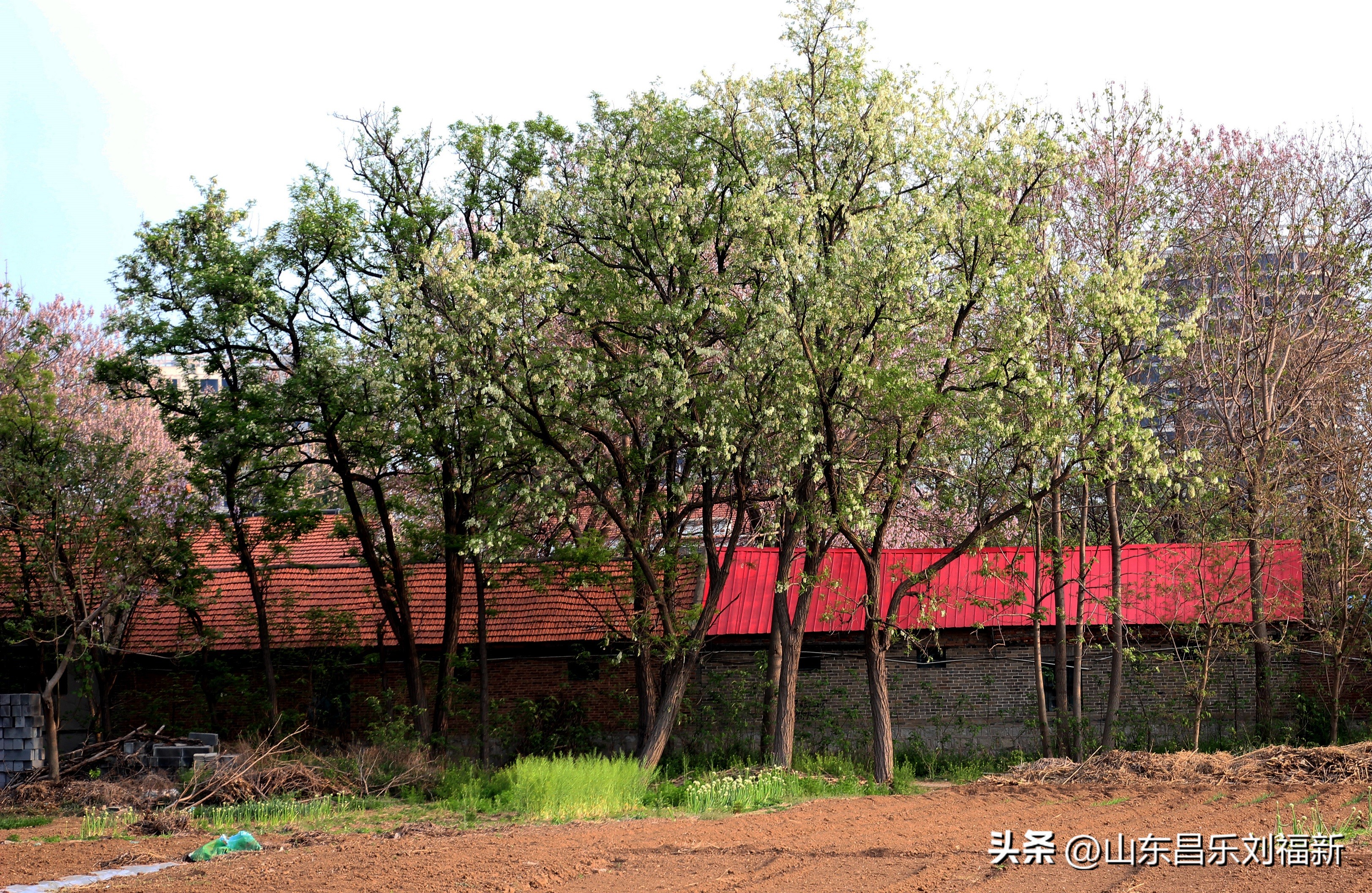 洋槐花·万马奔腾电器·鄌郚医院贴膏药