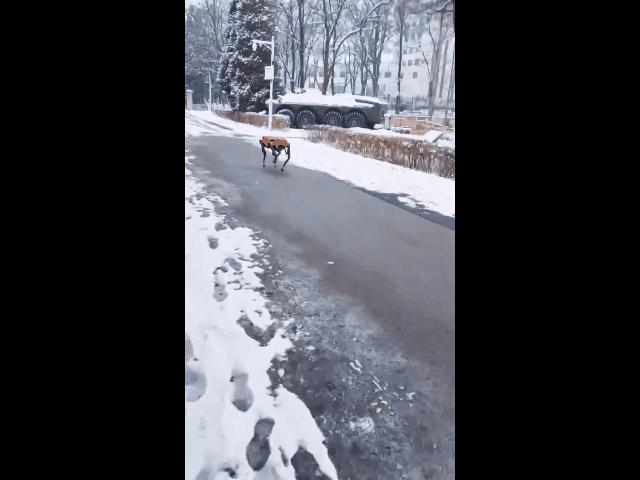 遛机械狗兼职,遛机械狗