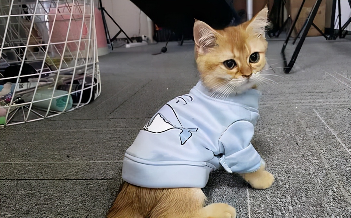 冬天到了请善待流浪宠物,主人千万不要对猫咪做这几样事