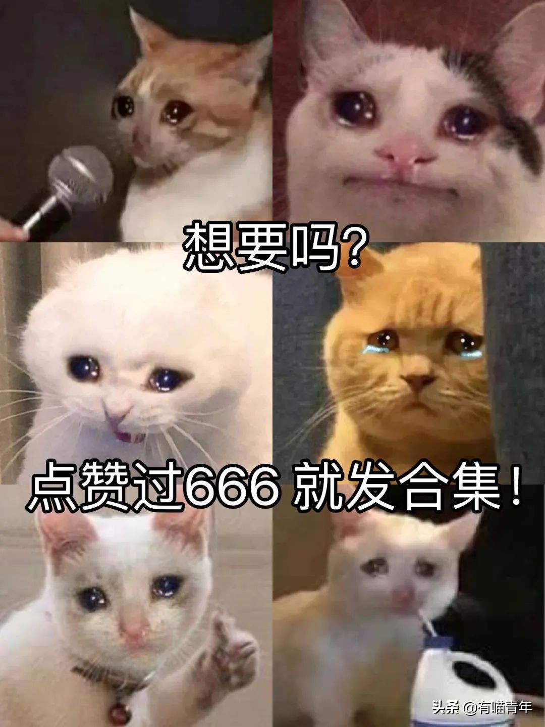 流泪猫猫头原图,最近猫猫头为什么这么火